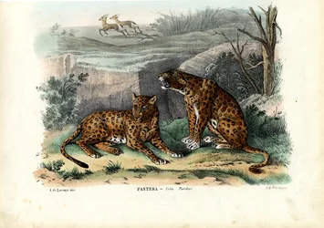 Leopardo, 1863-79